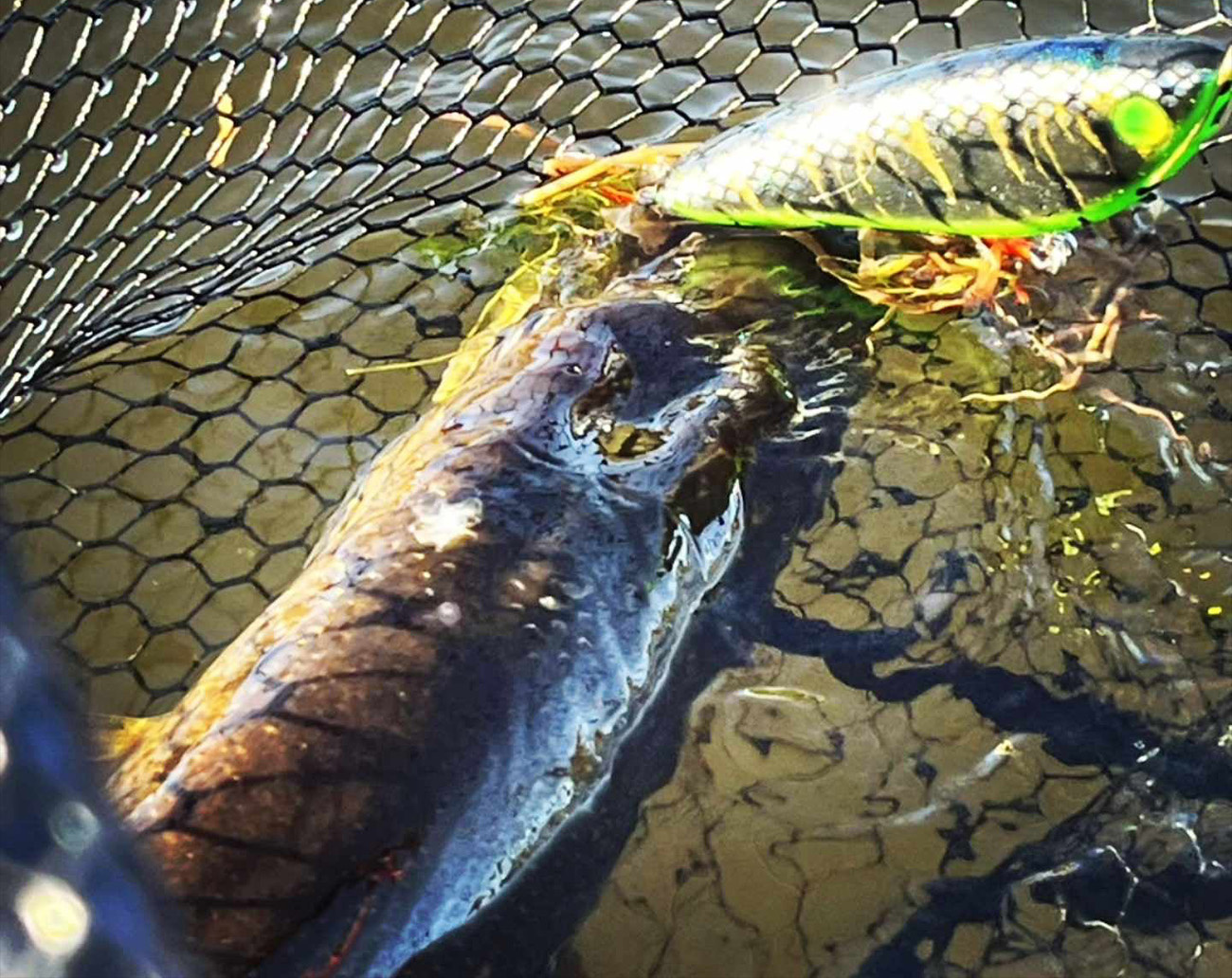 Holmström Bait Walle Boi